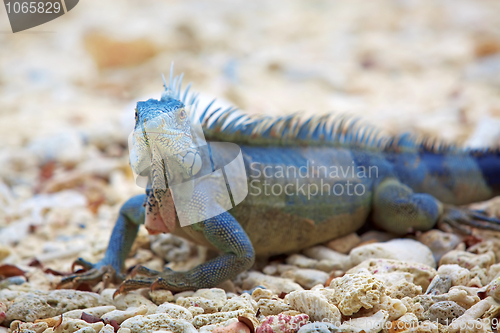 Image of Iguana