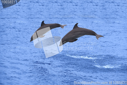 Image of Dolphins jumping
