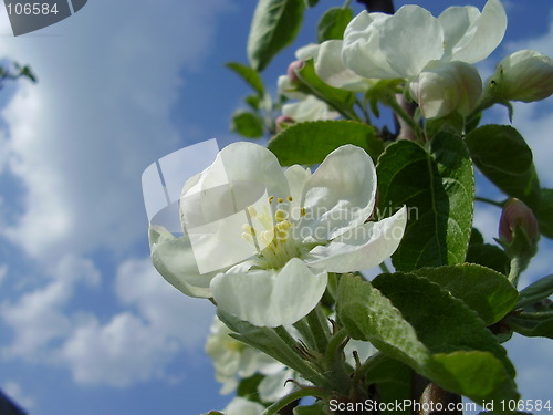 Image of apple bloom