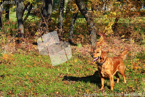 Image of Golden retriever outdoor