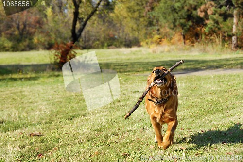 Image of Golden retriever outdoor