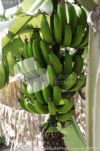 Image of banana tree