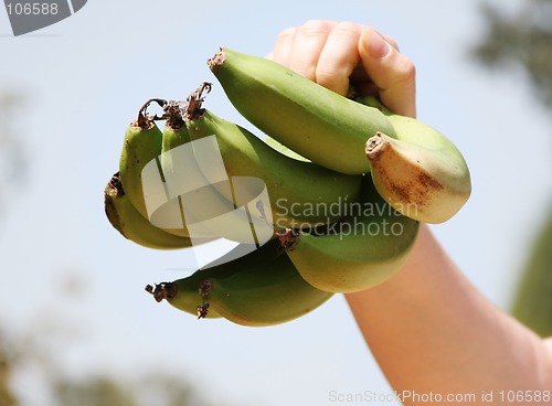 Image of green bananas