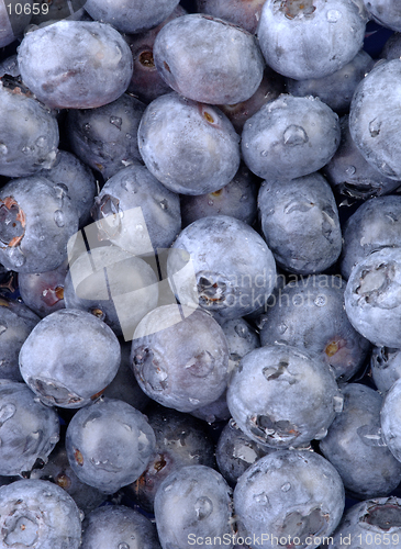 Image of A high resolution vertical macro of freshly washed blueberry fruit. (12MP camera)