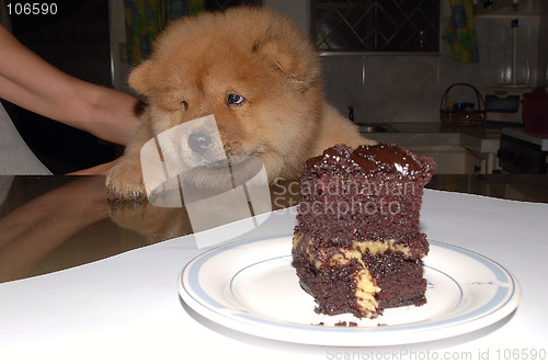 Image of pup don't want no cake