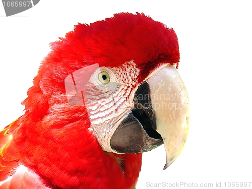 Image of Red macaw