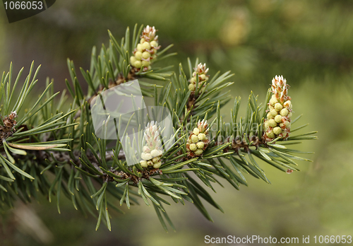 Image of Young runaways of a pine