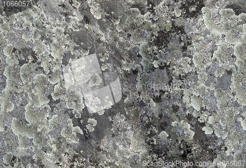 Image of Lichen