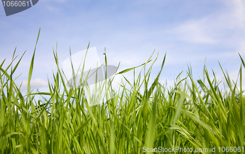 Image of Green grass on a background of the sky