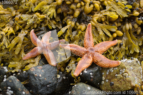 Image of Starfishes on stones