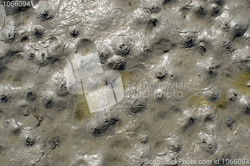 Image of Small houses of Arenicolidae