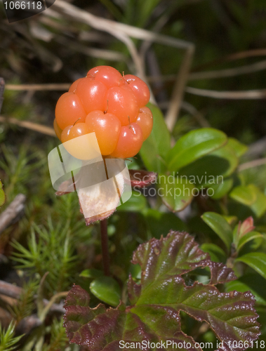 Image of Cloudberry