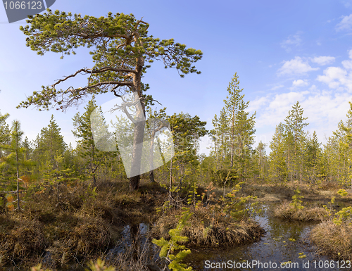 Image of The pine among bog