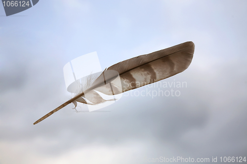 Image of Feather