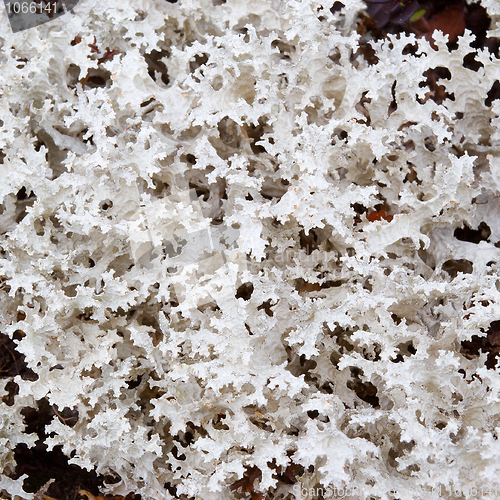 Image of Lichen