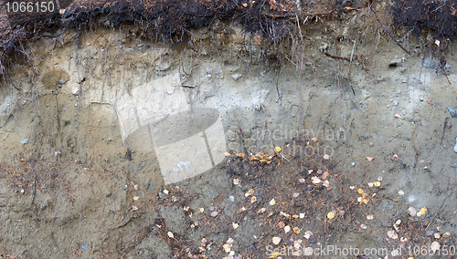 Image of Earthen wall in a wood