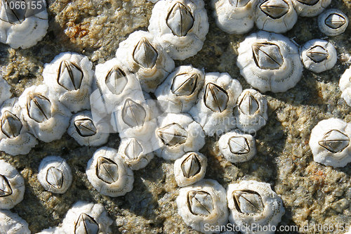Image of Balanidae