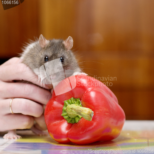 Image of Rat and pepper