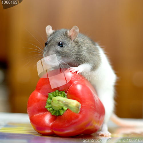 Image of Rat with pepper