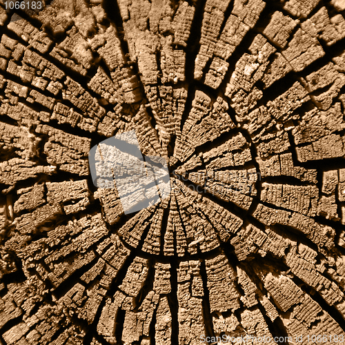 Image of Cut of a rotten tree