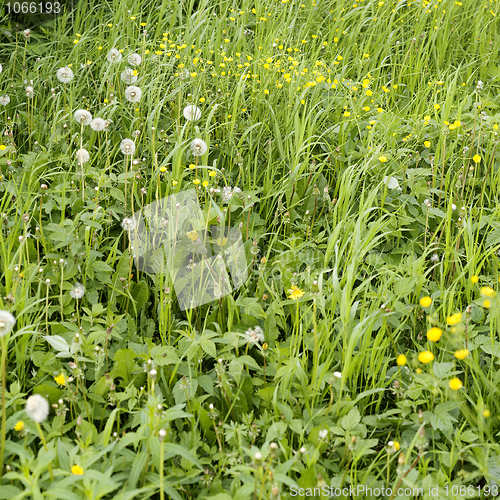 Image of Green lawn