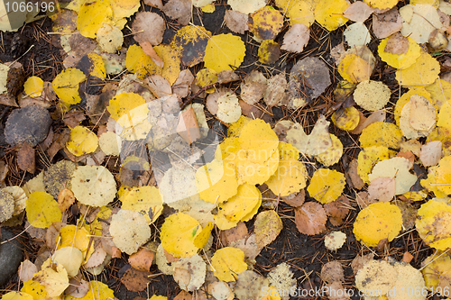 Image of Yellow leaves