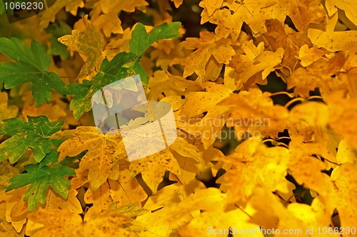 Image of Yellow fall foliage 