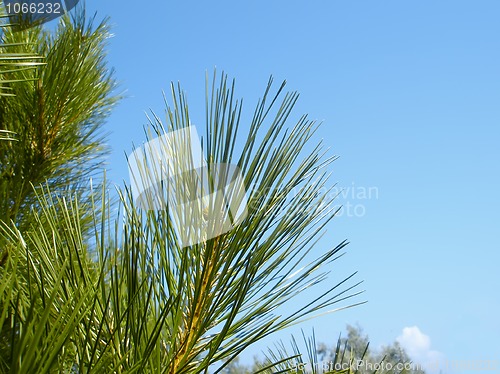 Image of Young shoots of pine tree