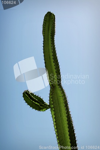 Image of Closeup of a  high    cactus