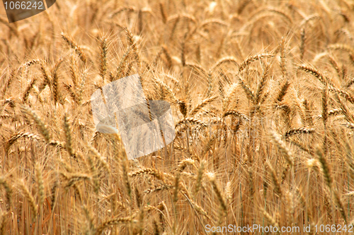 Image of golden corn