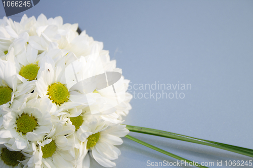 Image of white flowers