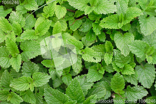 Image of green mint