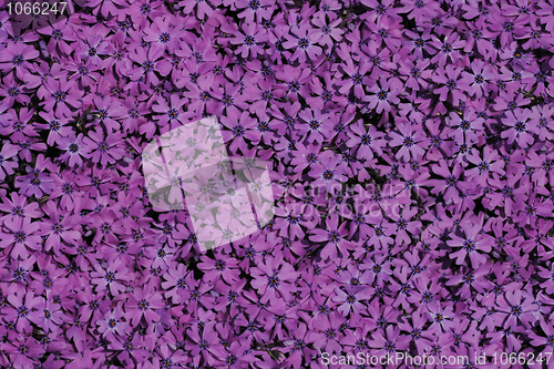 Image of violet flower background