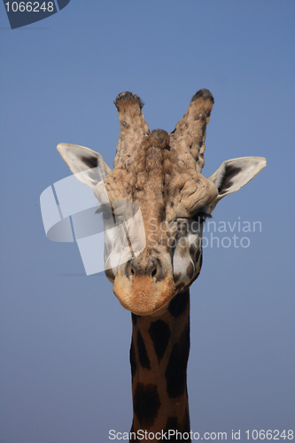 Image of head of giraffe