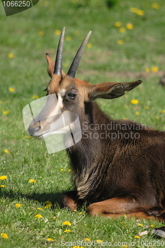 Image of chamois