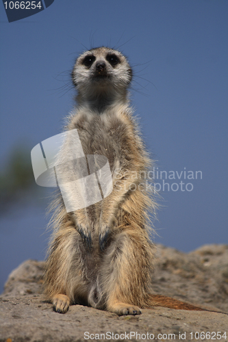 Image of suricata