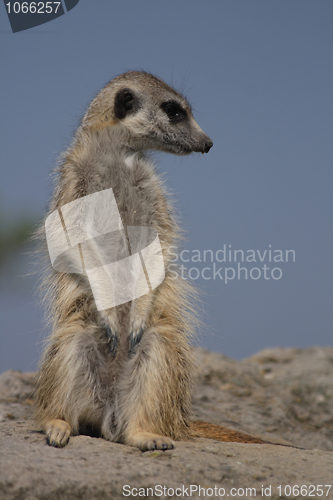 Image of suricata