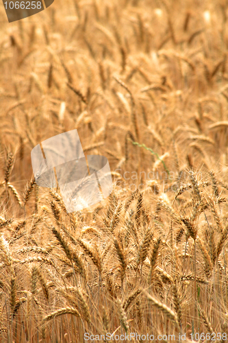 Image of golden corn