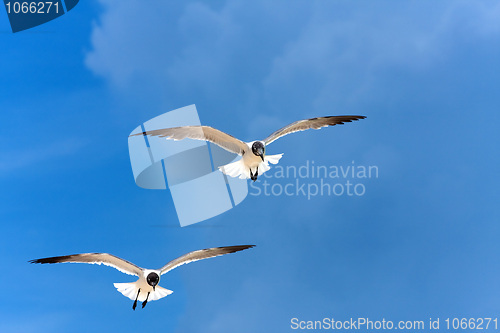 Image of Caribbean Seagulls Flying