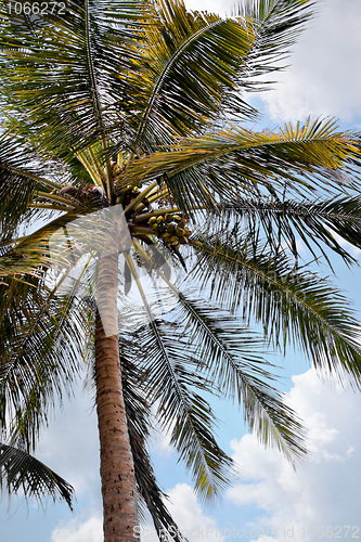 Image of Tropical Palm Tree