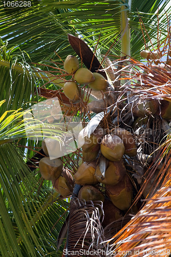 Image of Tropical Palm Tree