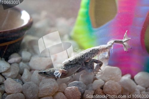 Image of African Dwarf Frogs Mating