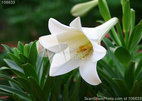 Image of WHITE BEAUTY