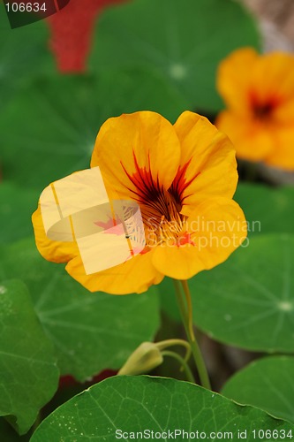 Image of yellow  flower