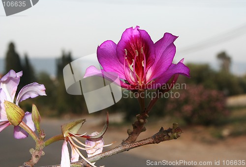 Image of Close up of a  blossom flower.