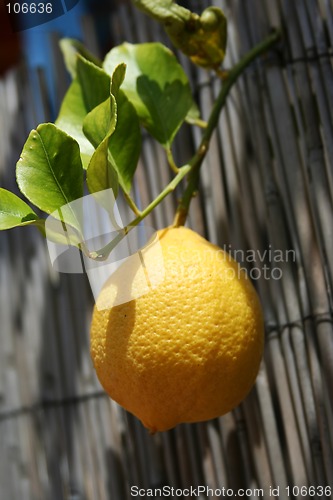 Image of lemon