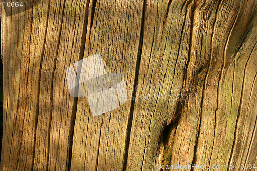 Image of Wood Texture