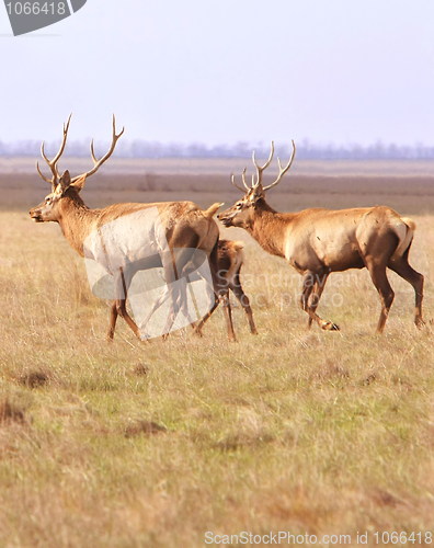 Image of Herd of deers