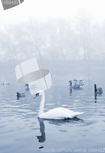 Image of Birds in the pond