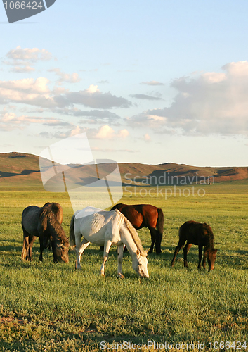 Image of Herd of horses